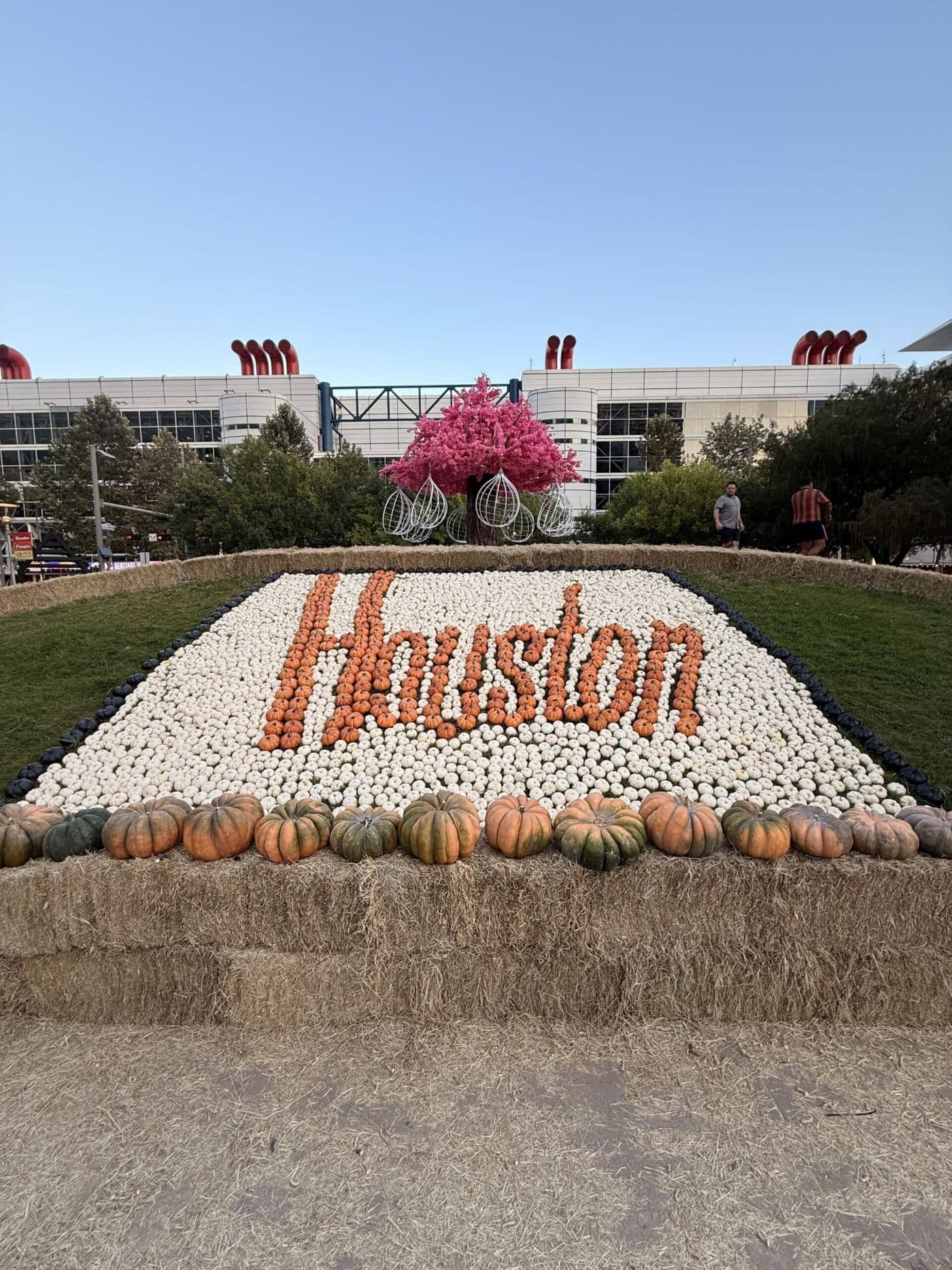 The word Houston spelled out in orange pumpkins on a bed of white pumpkins