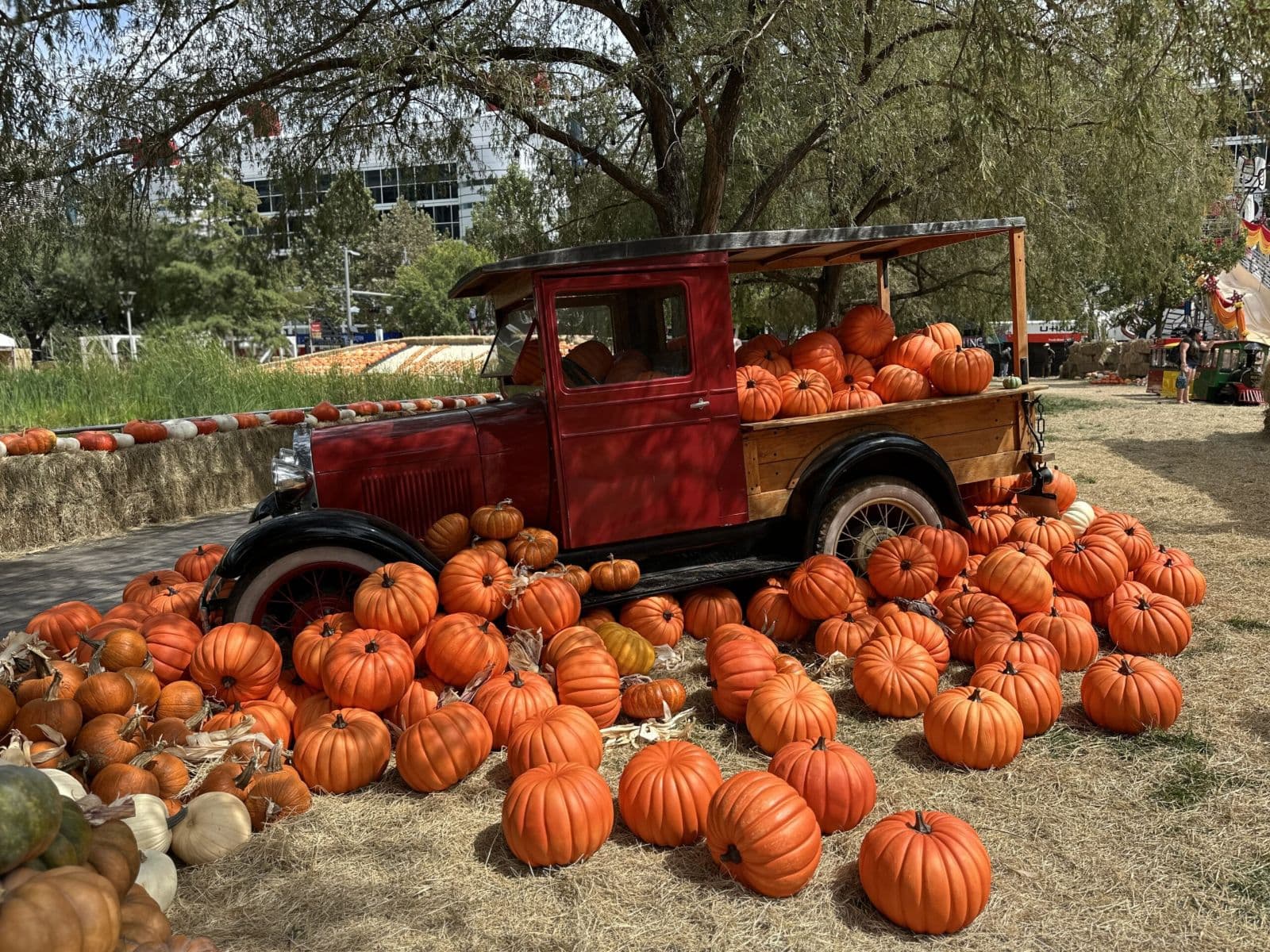 A vintage red pickup truck loaded with pumpkins under a shade tree